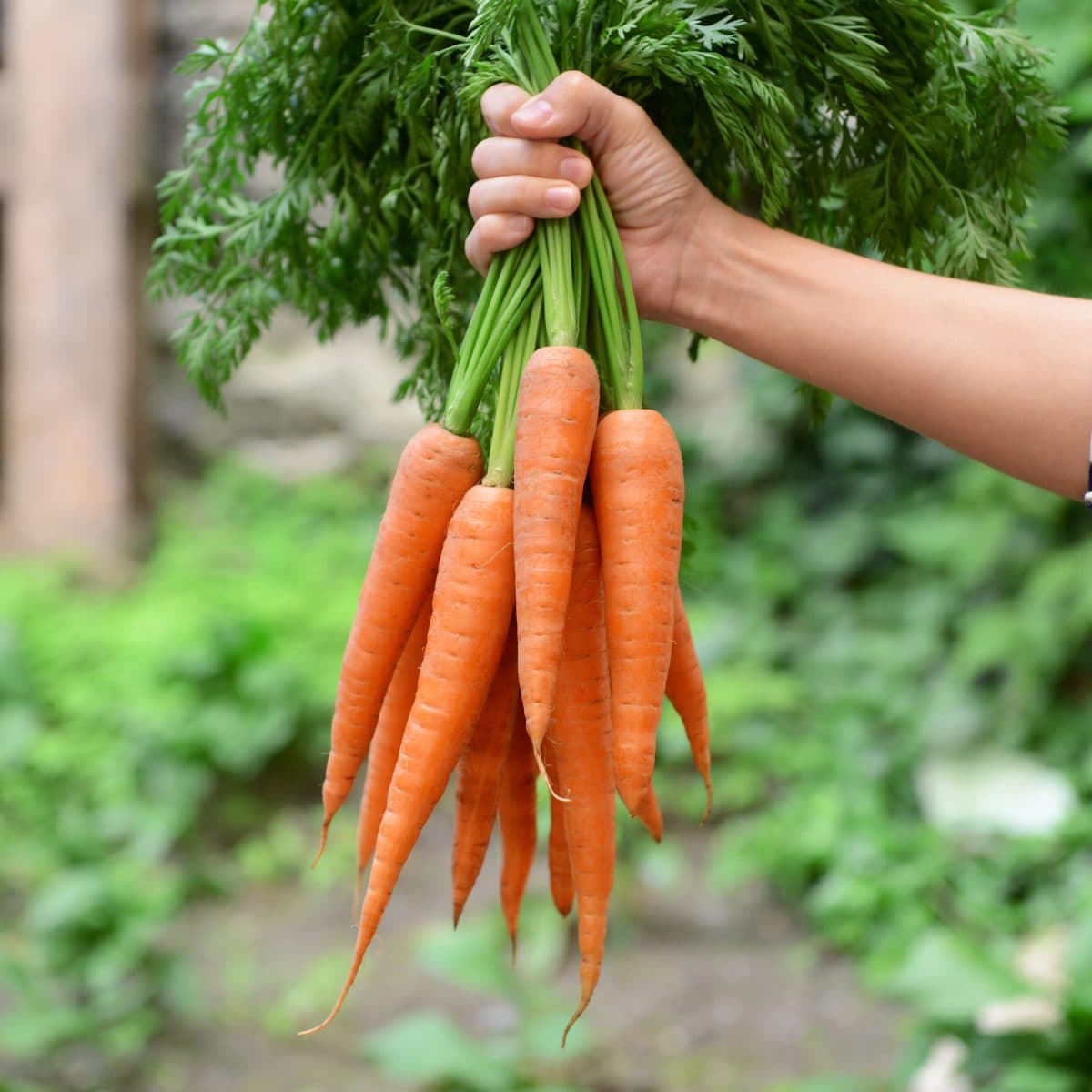 Carrot (Pusakesar)